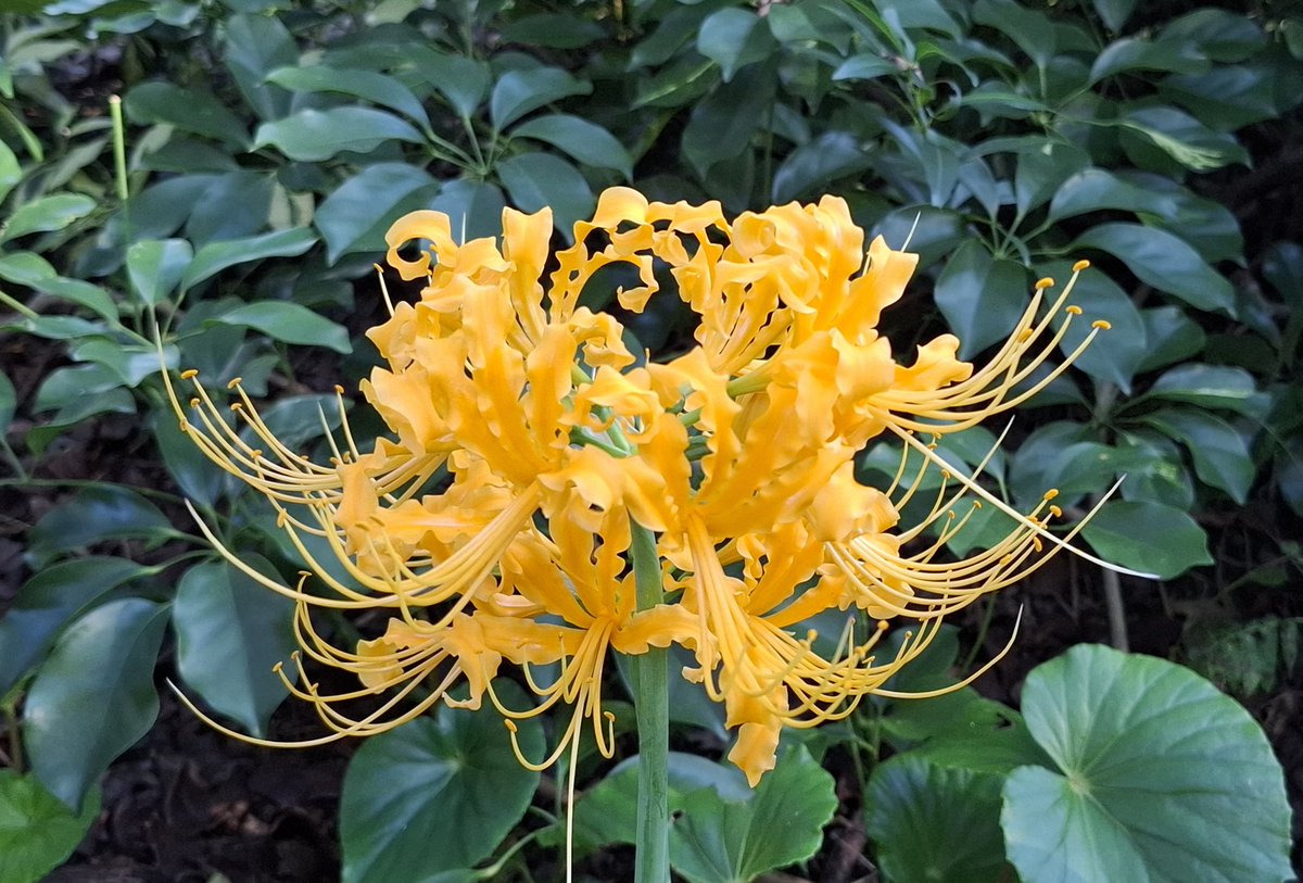 金色の彼岸花✨ きれいー✿ﾟ❀