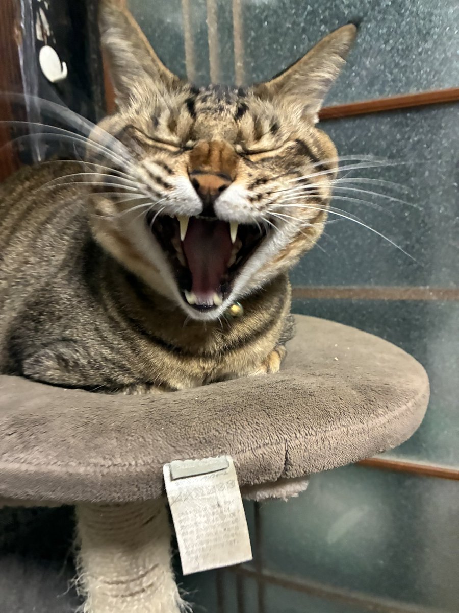 にゃんこ先生 on X