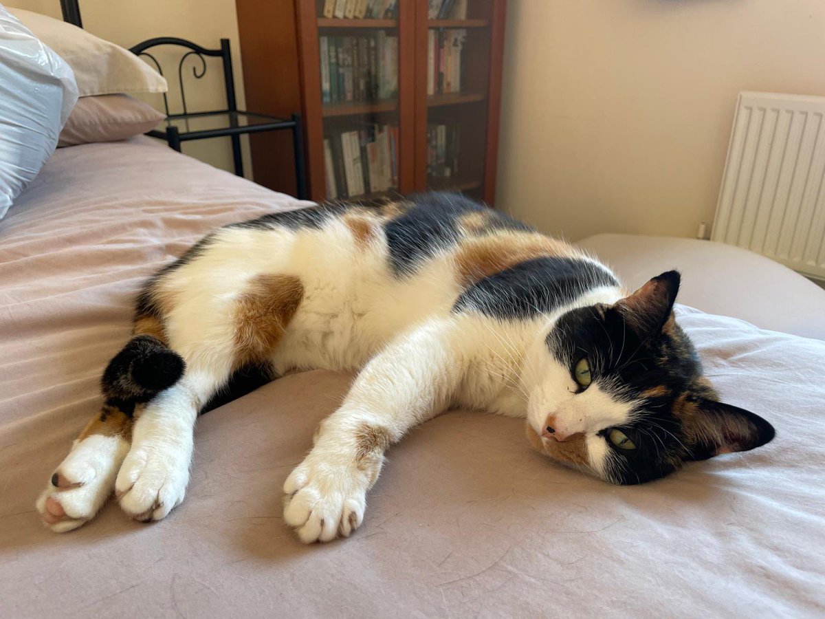 Happy #Caturday from Biscuit 🍪