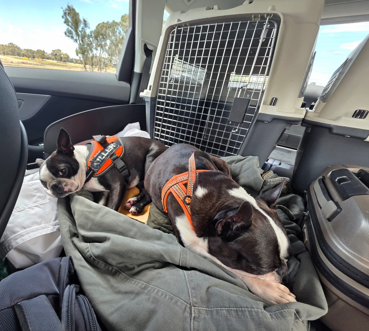 Chcel by som veľmi pekne poďakovať za podporu a spoluúčasť s týmto "transportom". Bolo to veľmi náročné pre Pišinky a ja pre nás. Našťastie všetko dobre dopadlo aj vďaka Vám. Už sú vo svojom živle a naháňajú hračku po obývačke. V aute nám vynadali, ale už aj odpustili. 🐾🐾❤️