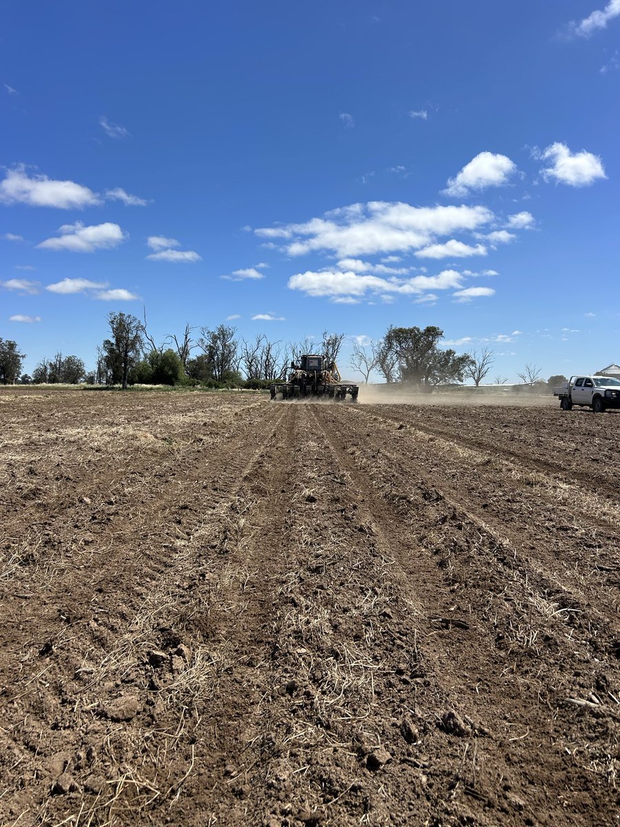 PAC629IT going into perfect conditions after vetch silage 🌽🌽 <a href="/schilgee/">iKarl iSchilg</a>  <a href="/PacificSeeds/">Pacific Seeds</a>