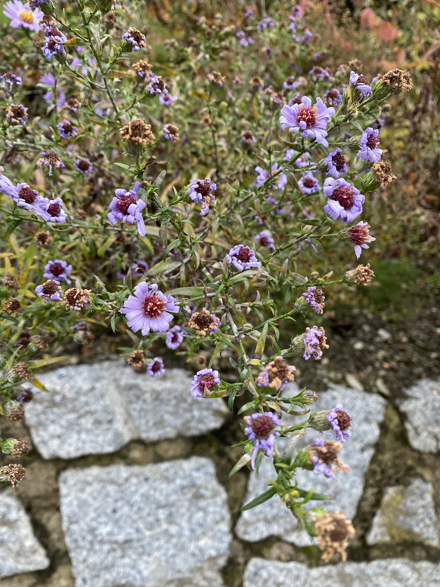 Sonia Zuccaro tweet media