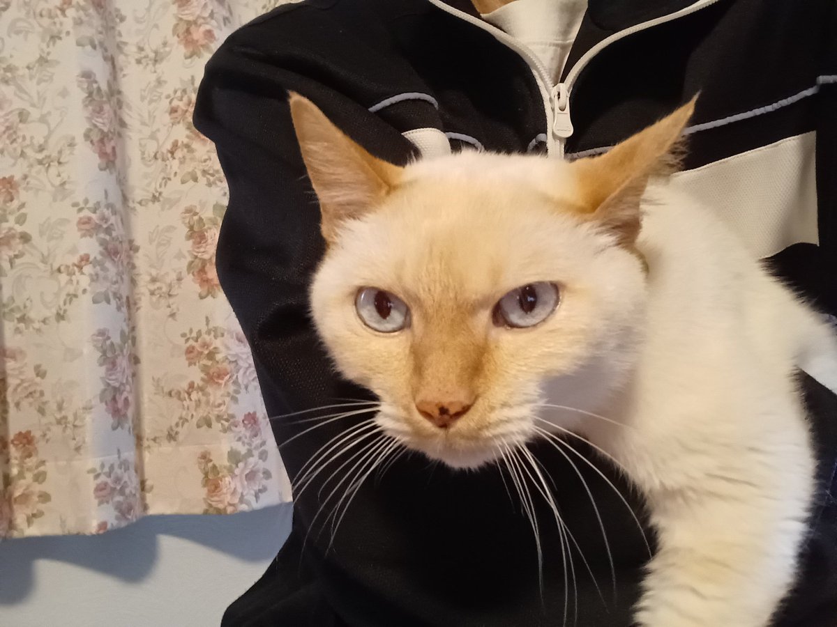 Hiroshi1970Cat's tweet image. ただいま休憩☕😌💕

#ねこ宇宙 #看板ねこ #まねきねこ #笹かま猫 #ねこのいる整体サロン