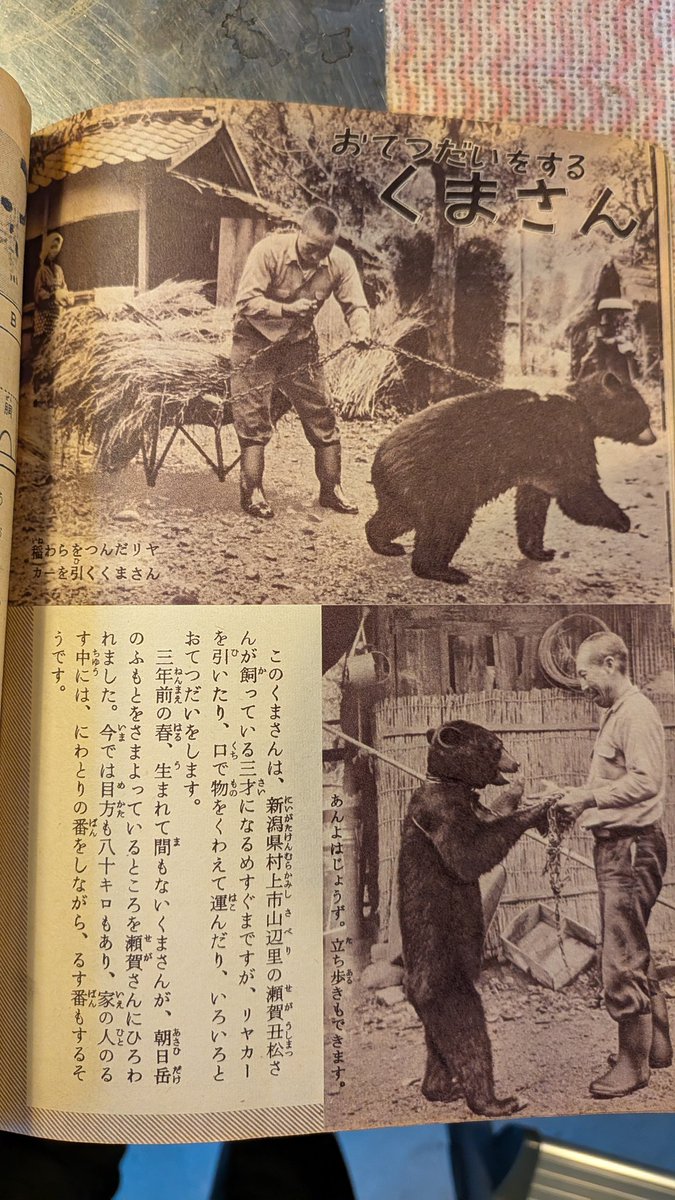 世間では何かとクマが問題になってますが、取り敢えず昭和37年のこども家の光の記事でも見ようか。