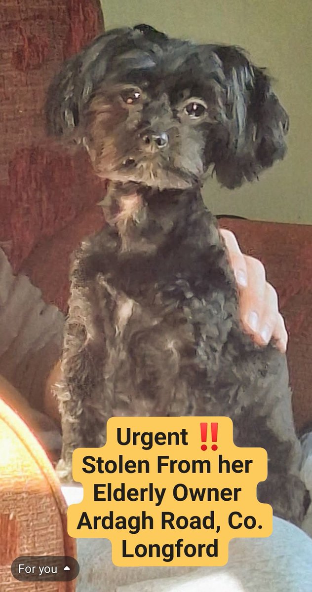 MissingStolen's tweet image. Urgent‼️Small dog Stolen from her Elderly Owner
What&apos;s sickening is there was individuals cutting hedges, it&apos;s suspected &amp;amp; been reported to Gardai the dog was lifted by them
She needs her Medication‼️
#Ireland @catlowry54 @JnOCallaghan @OCallaghanJim @nspca_longford @AnimalLawIE