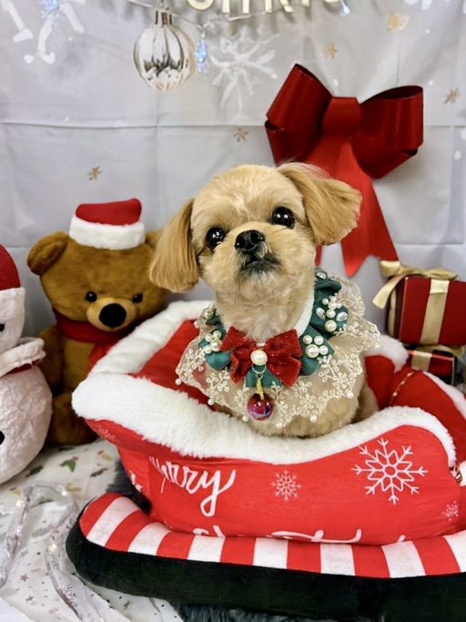 tak_SEDIC_ino's tweet image. もうX'mas？
#Bluedog#アニコム