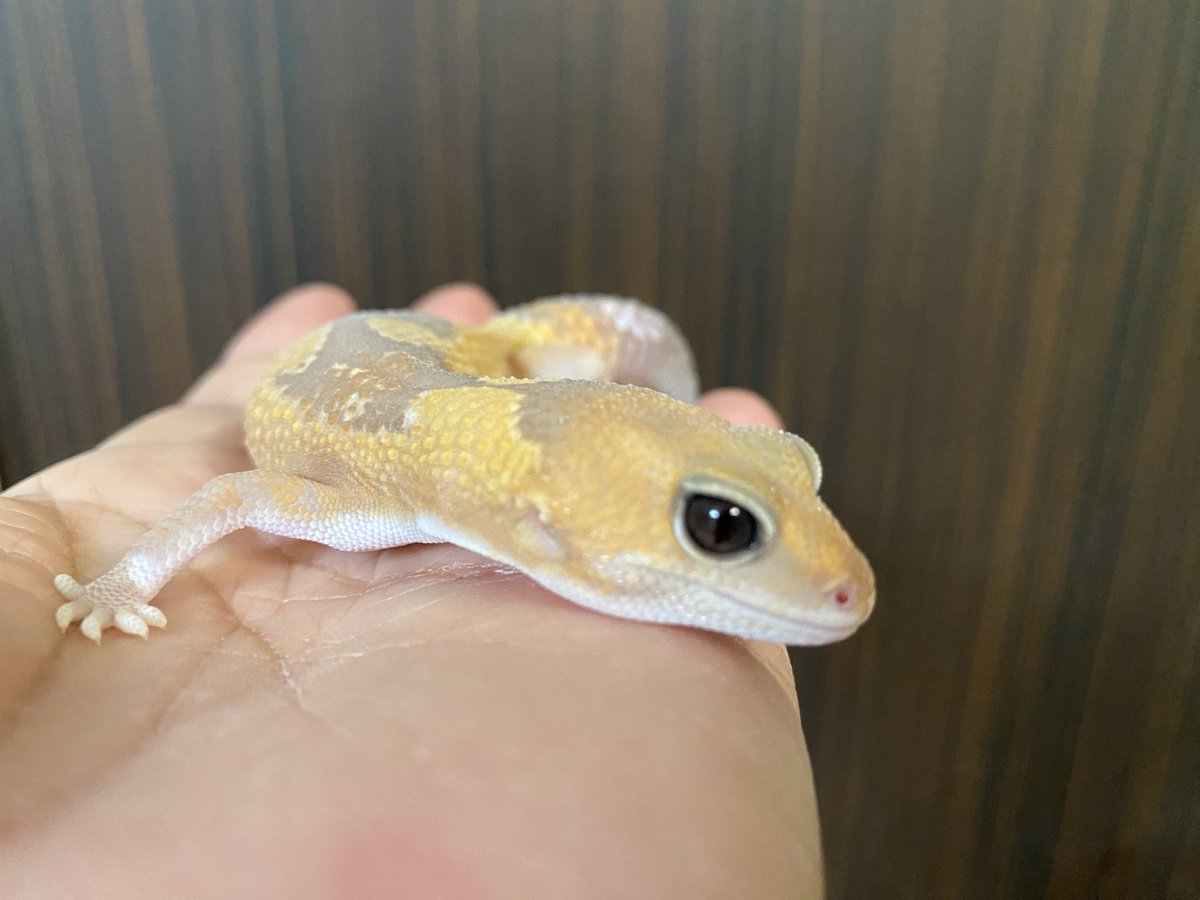 RCgVGTAjkRf6bQT's tweet image. りゅうこちゃんとつよしくん🦎
レプタイルボックスをメンテ中
その間のふれあいタイム❤️

#ニシアフリカトカゲモドキ
#Gecko Jr.
#ファインレプタイルズ