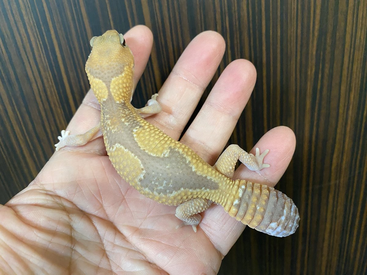 RCgVGTAjkRf6bQT's tweet image. りゅうこちゃんとつよしくん🦎
レプタイルボックスをメンテ中
その間のふれあいタイム❤️

#ニシアフリカトカゲモドキ
#Gecko Jr.
#ファインレプタイルズ