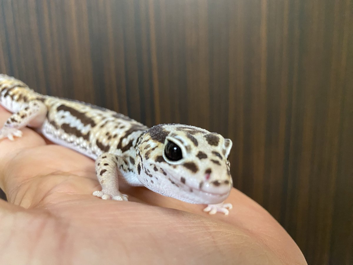 RCgVGTAjkRf6bQT's tweet image. りゅうこちゃんとつよしくん🦎
レプタイルボックスをメンテ中
その間のふれあいタイム❤️

#ニシアフリカトカゲモドキ
#Gecko Jr.
#ファインレプタイルズ