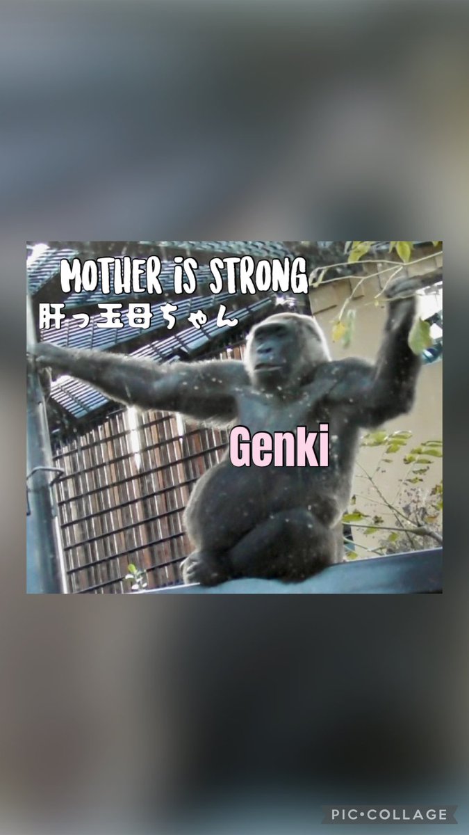 ゴリラです！ ごりらbibouroku on X