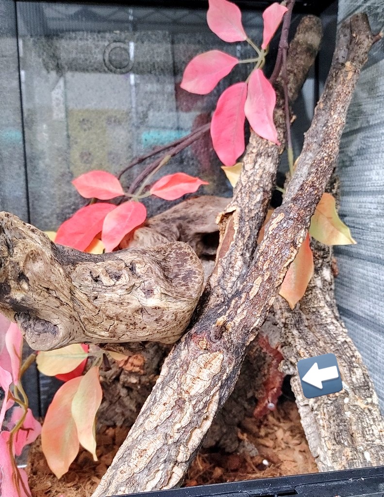 ⭐︎ママ様⭐︎専用ページ 桃ママ on X