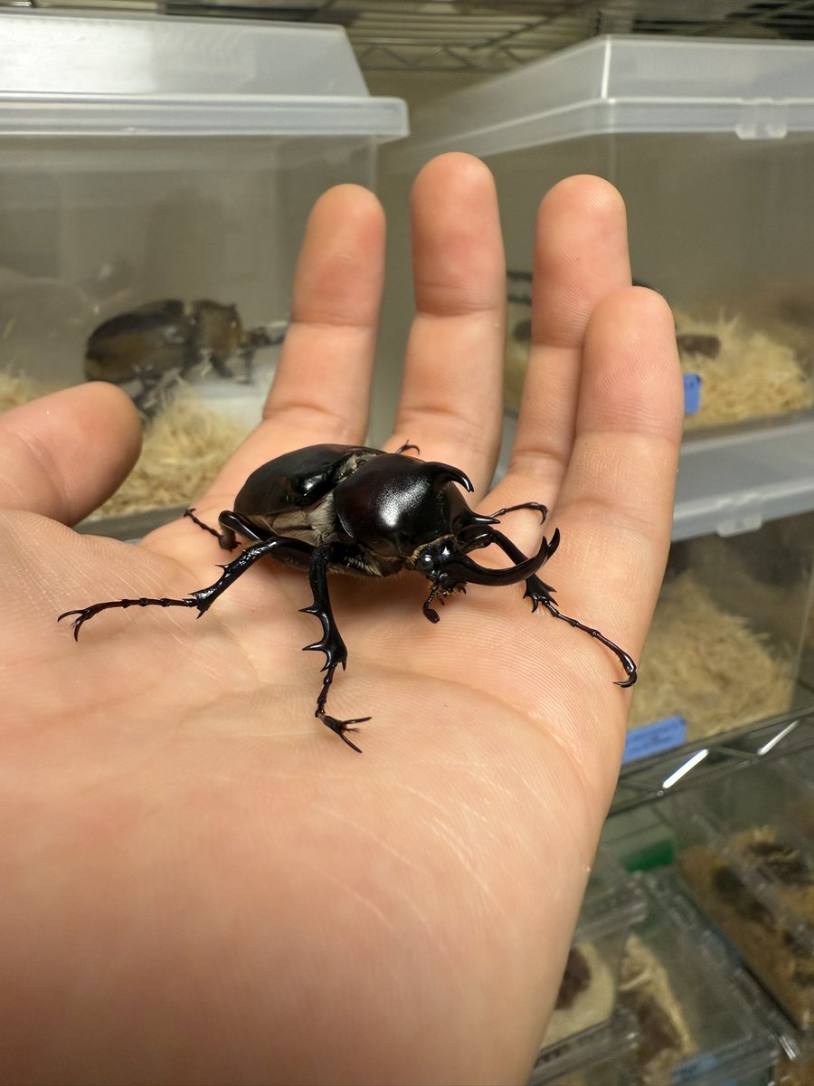 グラシロのひと on X