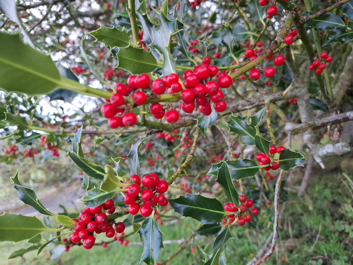 Beautiful bright red berries. Hawthorn, rowan and holly providing an abundance of Winter bird fodder.
#Teesdale #Autumn #nature