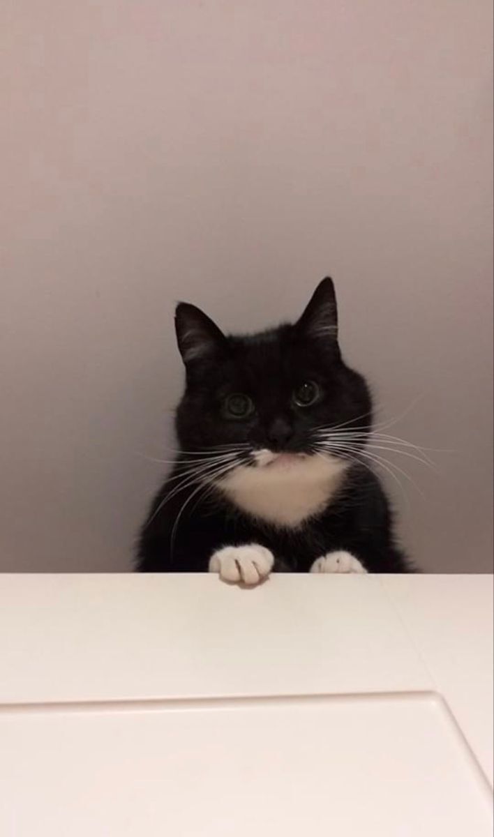 ShouldHaveCat's tweet photo. https://t.co/CMK0AtxwCy