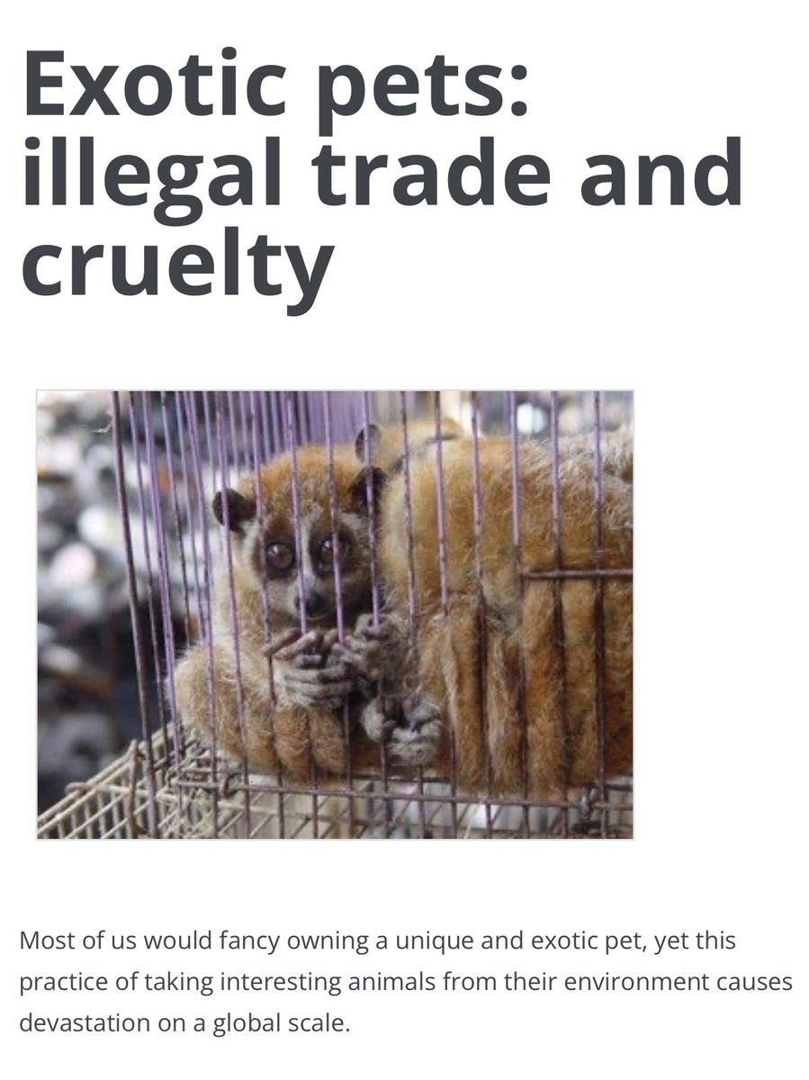 <a href="/iris_seraphina/">Iris Seraphina </a> Irresponsible to post this, Iris. They belong in the wild, where they can express their natural behaviors.

The exotic pet trade is driving rapid extinctions—if you saw the extreme cruelty of the traffickers you’d be horrified—and it’s all promoted by social media.