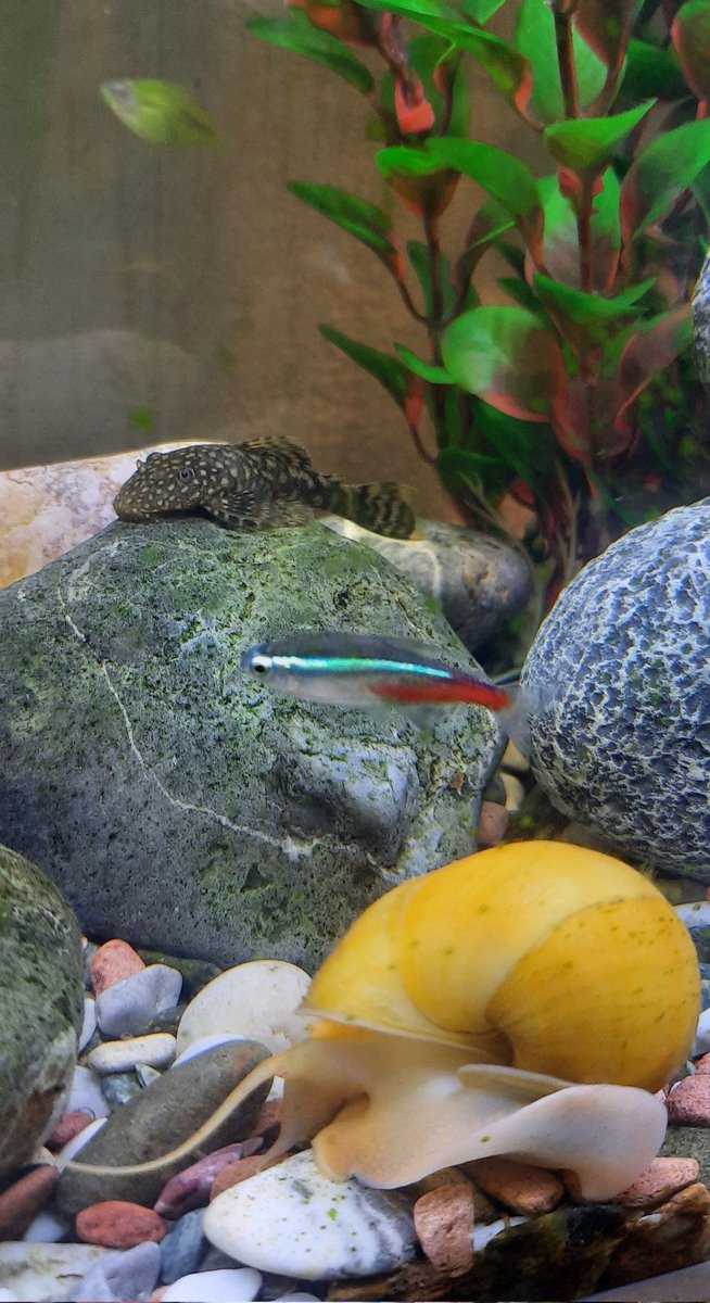 Уже 2 месяца у меня на рабочем столе мини-аквариум на 15 литров. Все любуюсь 😃