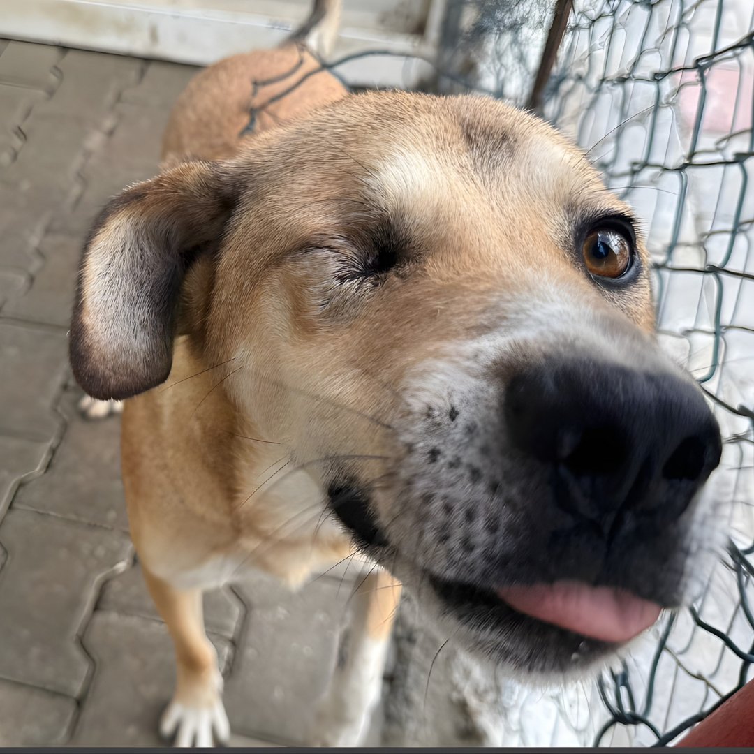 DogDeskAction's tweet photo. Look out One-Eyed Wallyโs on a mission! ๐พ
Boops incoming! ๐๐
#RescueDogs #BoopSquad #LoveHeals https://t.co/s9CFvNyBpl