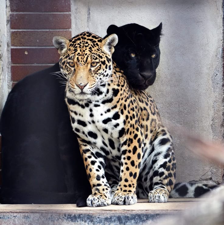 REX (@rexchillect) on Twitter photo 