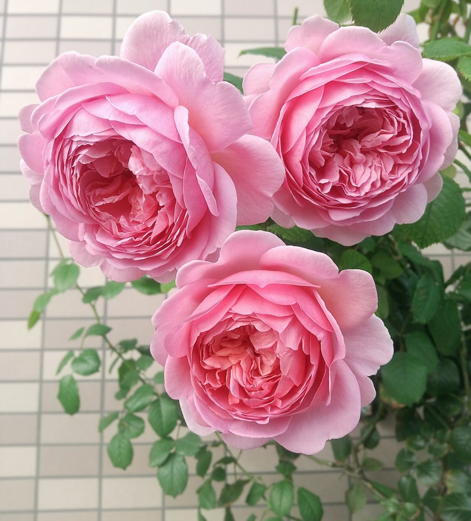 卓上のバラ 卓上のバラ ♡蓋物の壺（大輪の薔薇）高さ27c横幅17cm 一輪挿し・花瓶