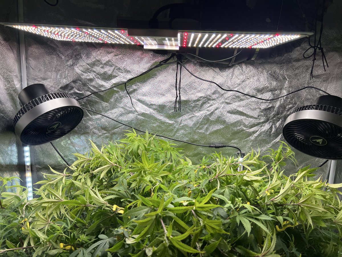 718 Genetics (@718Genetics) / Posts / X