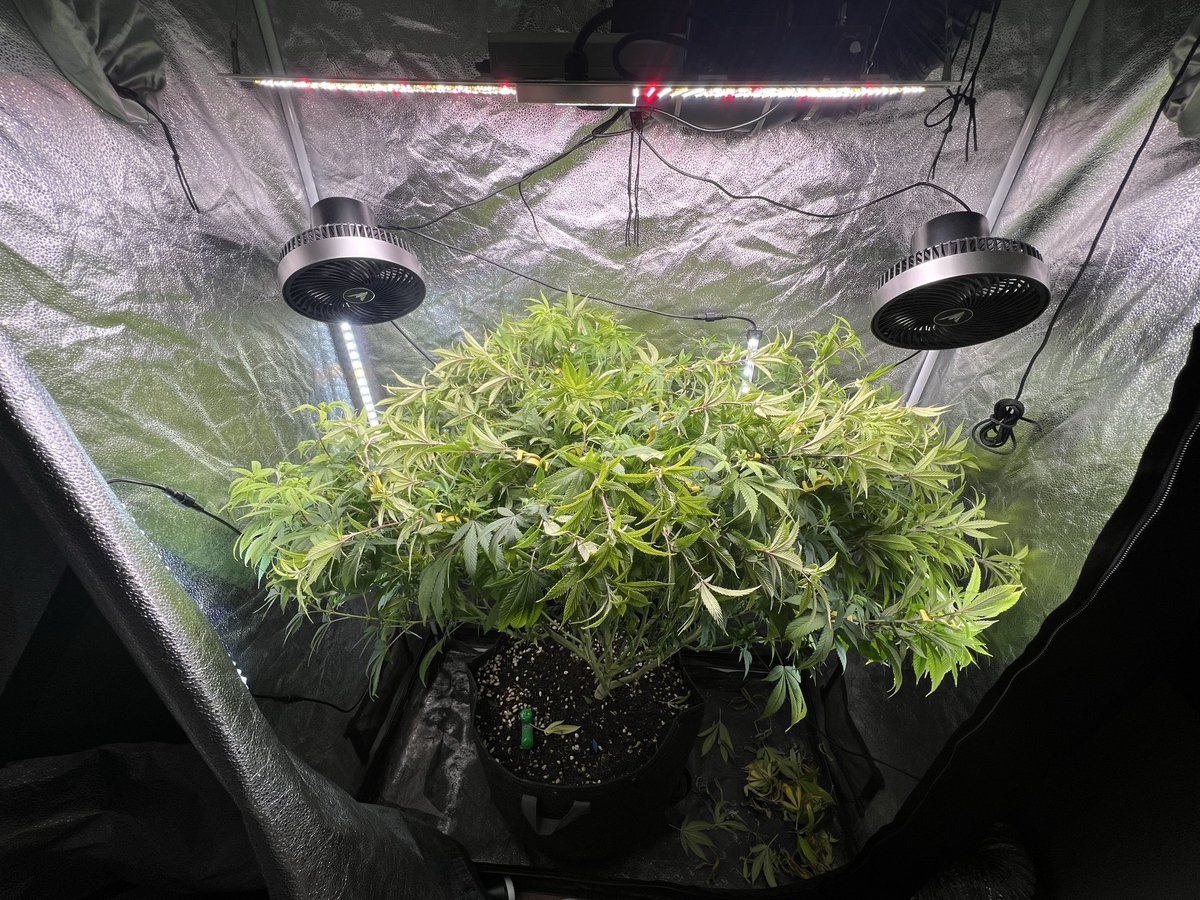 718 Genetics (@718Genetics) / Posts / X
