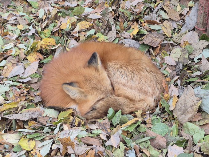 Fox (@hourlyfox) on Twitter photo 