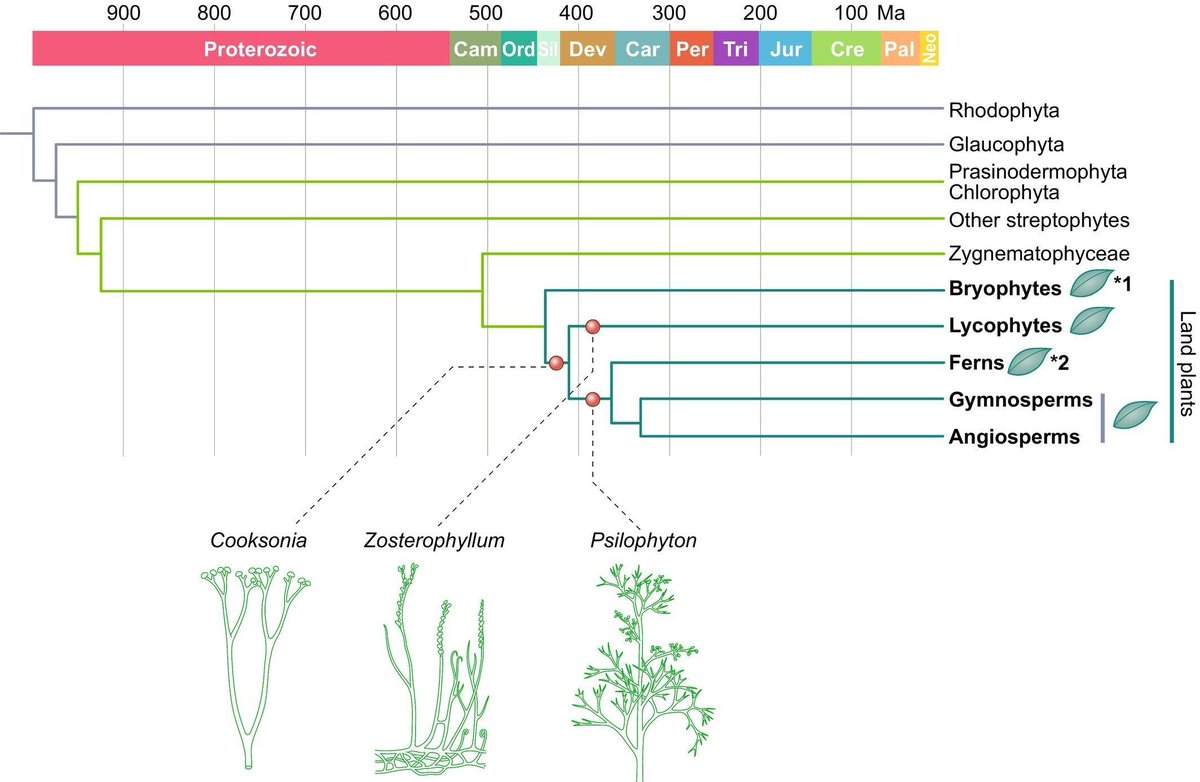 NewPhyt's tweet image. #TansleyReview: #Leaf #evolution: integrating phylogenetics, developmental dynamics, and genetic insights across land #plants

Hokuto Nakayama &amp;amp; Neelima R. Sinha 
👇

📖 nph.onlinelibrary.wiley.com/doi/10.1111/np… 

#LatestIssue