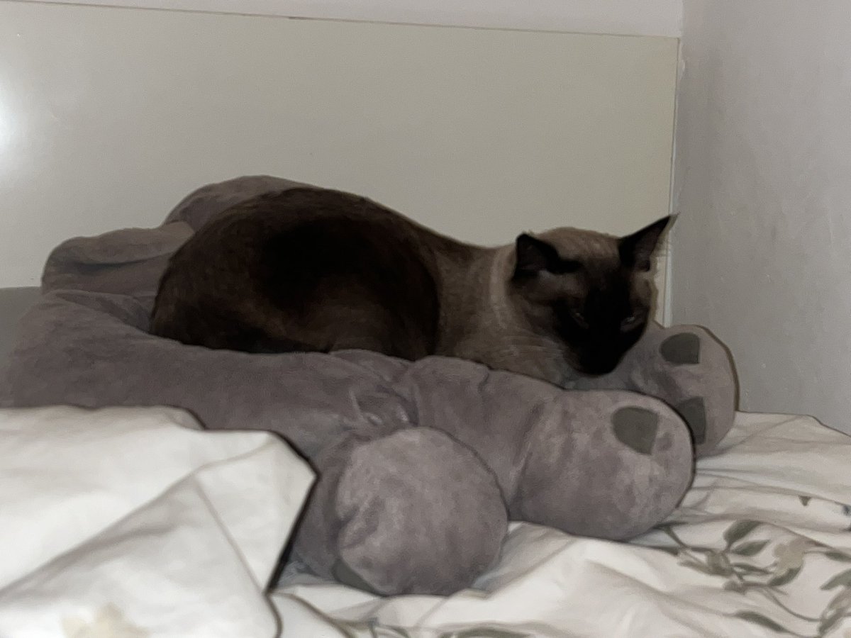 first week of November

I did a swan tattoo on Nabil, me and my big nose, the coolest dog I’ve seen this week, and Bao resting on my plushie