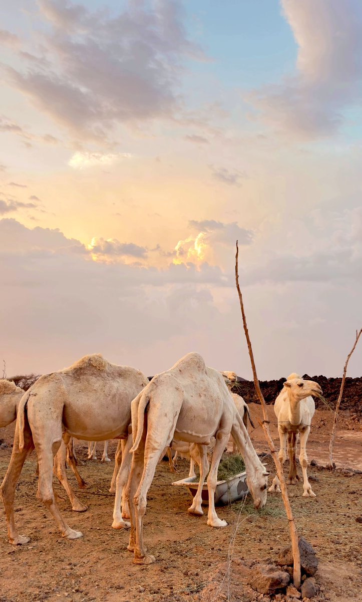 ﴿ أَفَلَا يَنْظُرُونَ إِلَى الْإِبِلِ كَيْفَ خُلِقَتْ ﴾
—