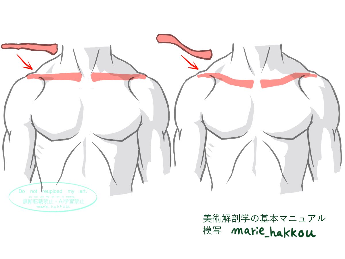 美術解剖学の基本マニュアル
P64 ▶︎鎖骨の見え方　模写
鎖骨の見え方により、視点（見ている角度）がある程度推測できる。
解剖学的な基準では鎖骨を前から見ると、ほぼ水平に見える。鎖骨を上から見るとS字型にカーブしている。