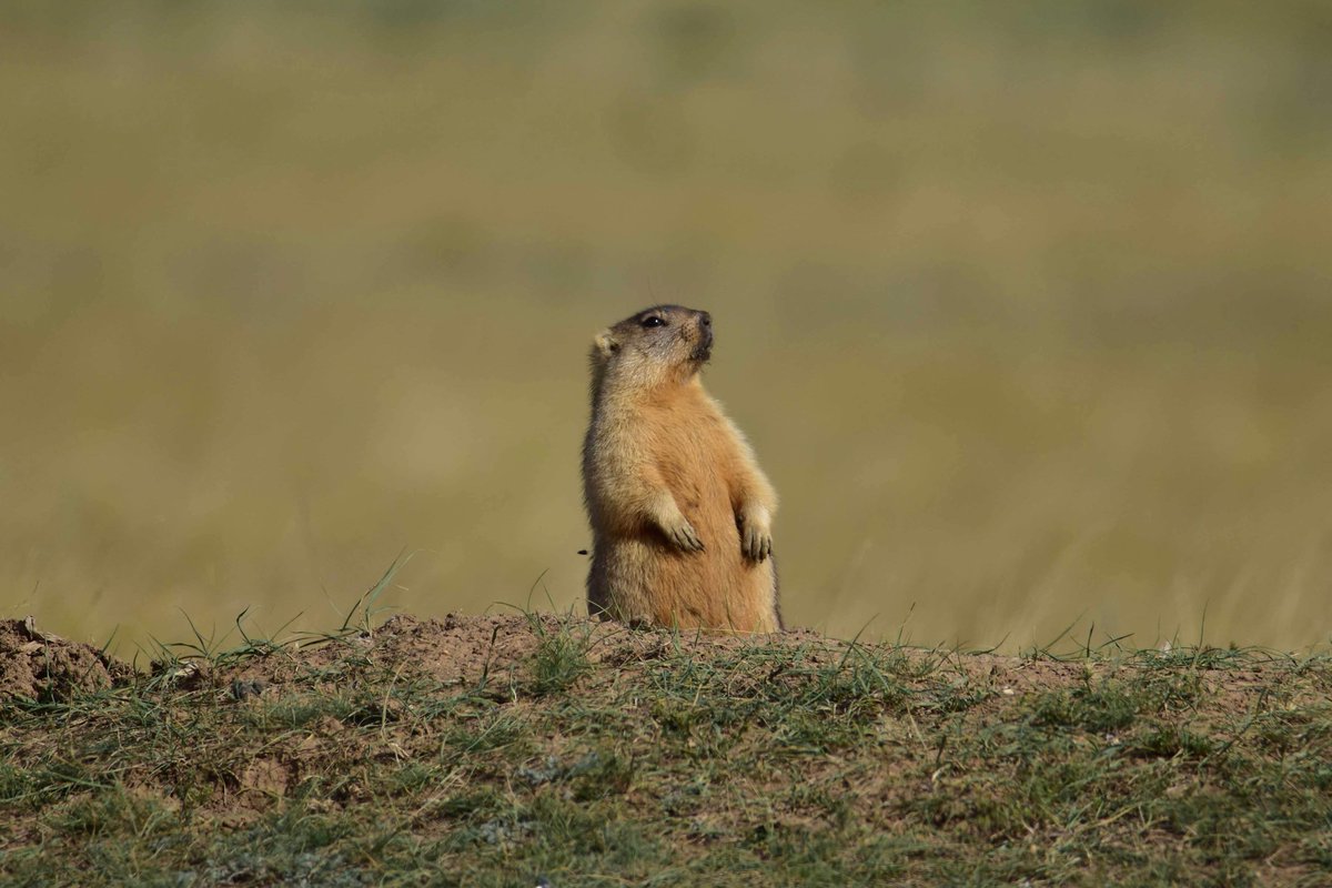 Unser #Bilddestages von Tolgahan Biskin
novastan.org/de/bild-des-ta…

Zwischen Akkol und Makinsk leben viele Steppenmurmeltiere. Während die Jungen die Umgebung erkunden, stehen die Erwachsenen im Schatten der über ihnen kreisenden Raubvögel Wache.