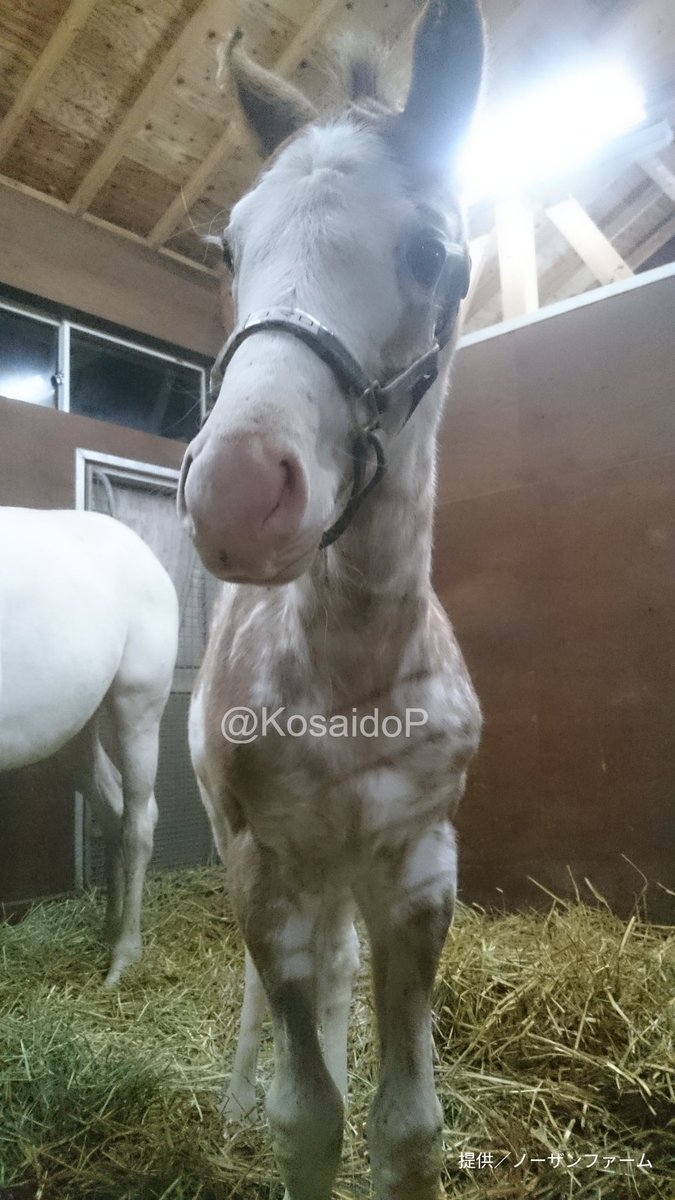 やっちゃん 様 thoroughbred こんなかわいいのがいくつも載ってて最高でした ほかにもたくさんの