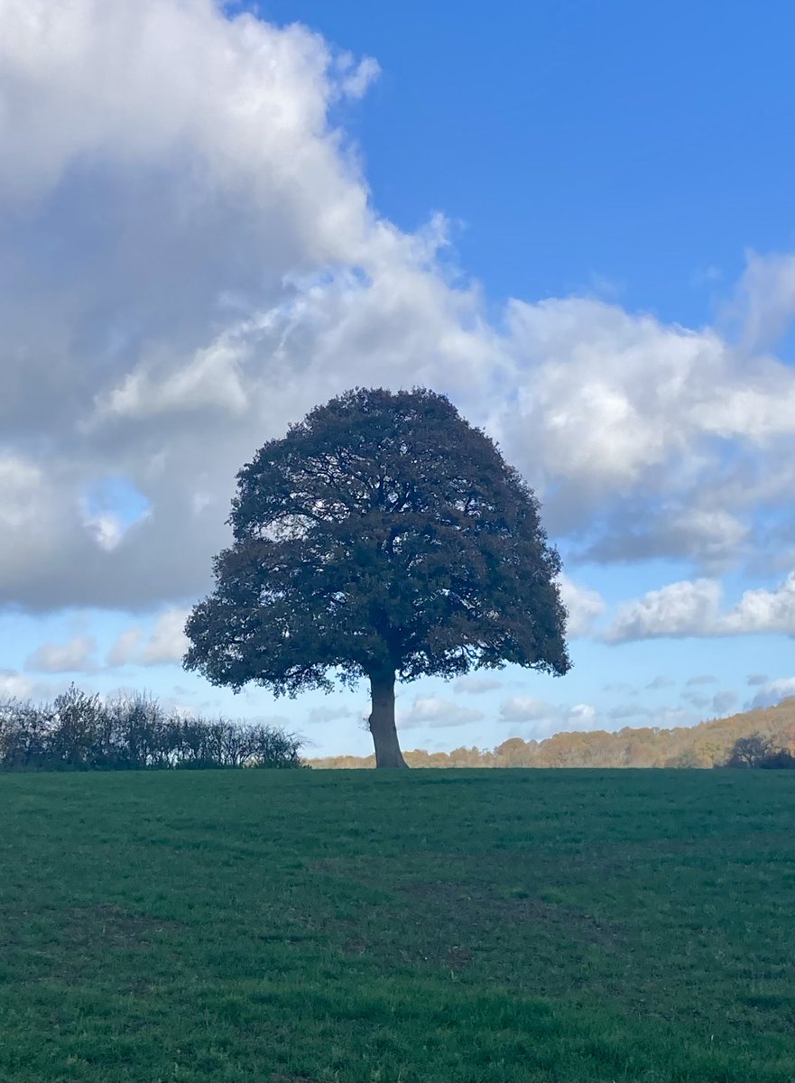 FlashForFreedom's tweet image. Someone suggested I post a picture of my favourite tree in each season, so here’s autumn - not much different to summer.