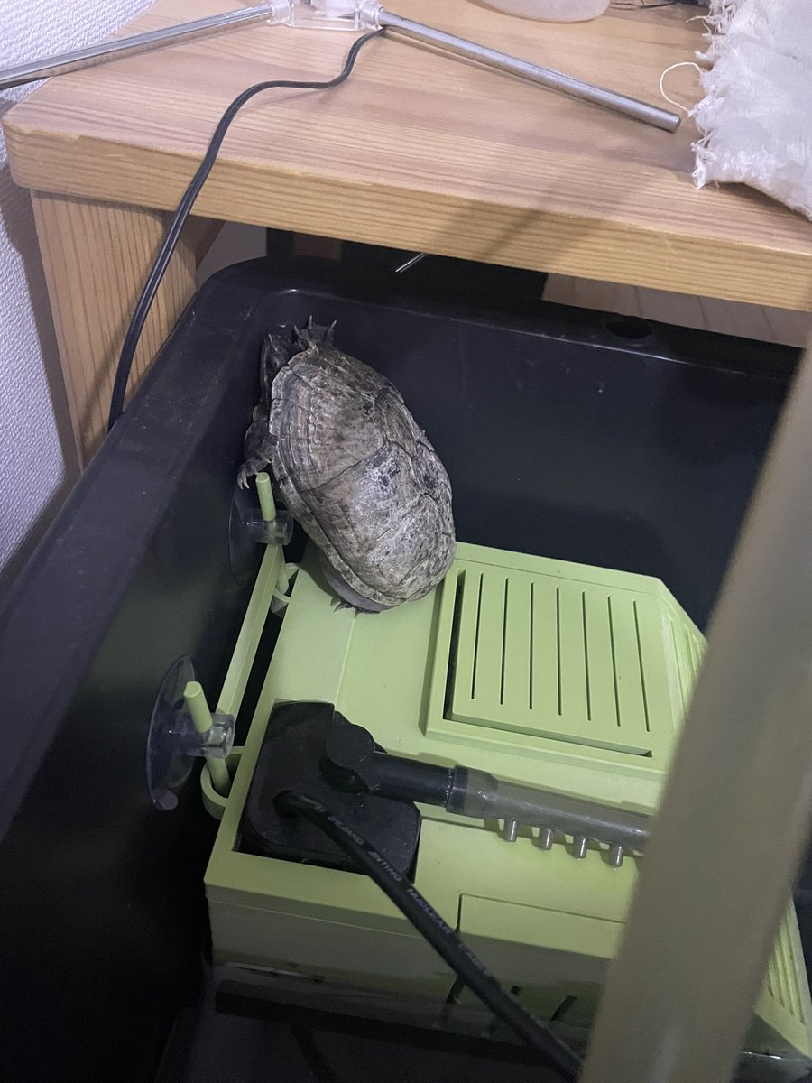 カメのパブロ (@pablo_kame) / Posts and Replies / X