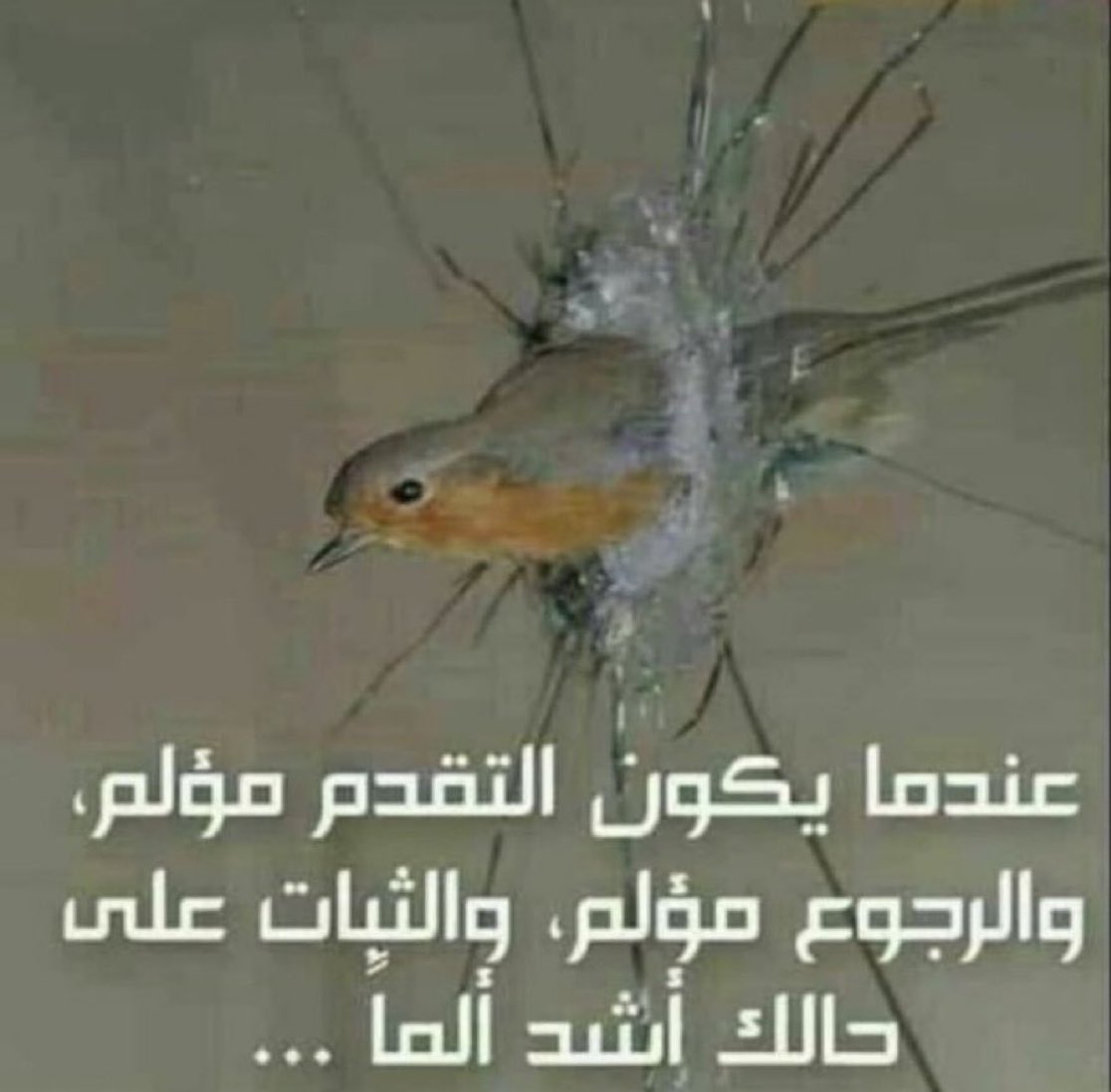 ثالث سنه بالجامعه