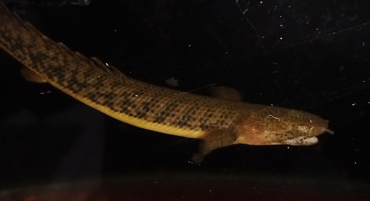 zi5928's tweet image. polypterus teugelsi Captive Bred 
#polypterus #古代魚