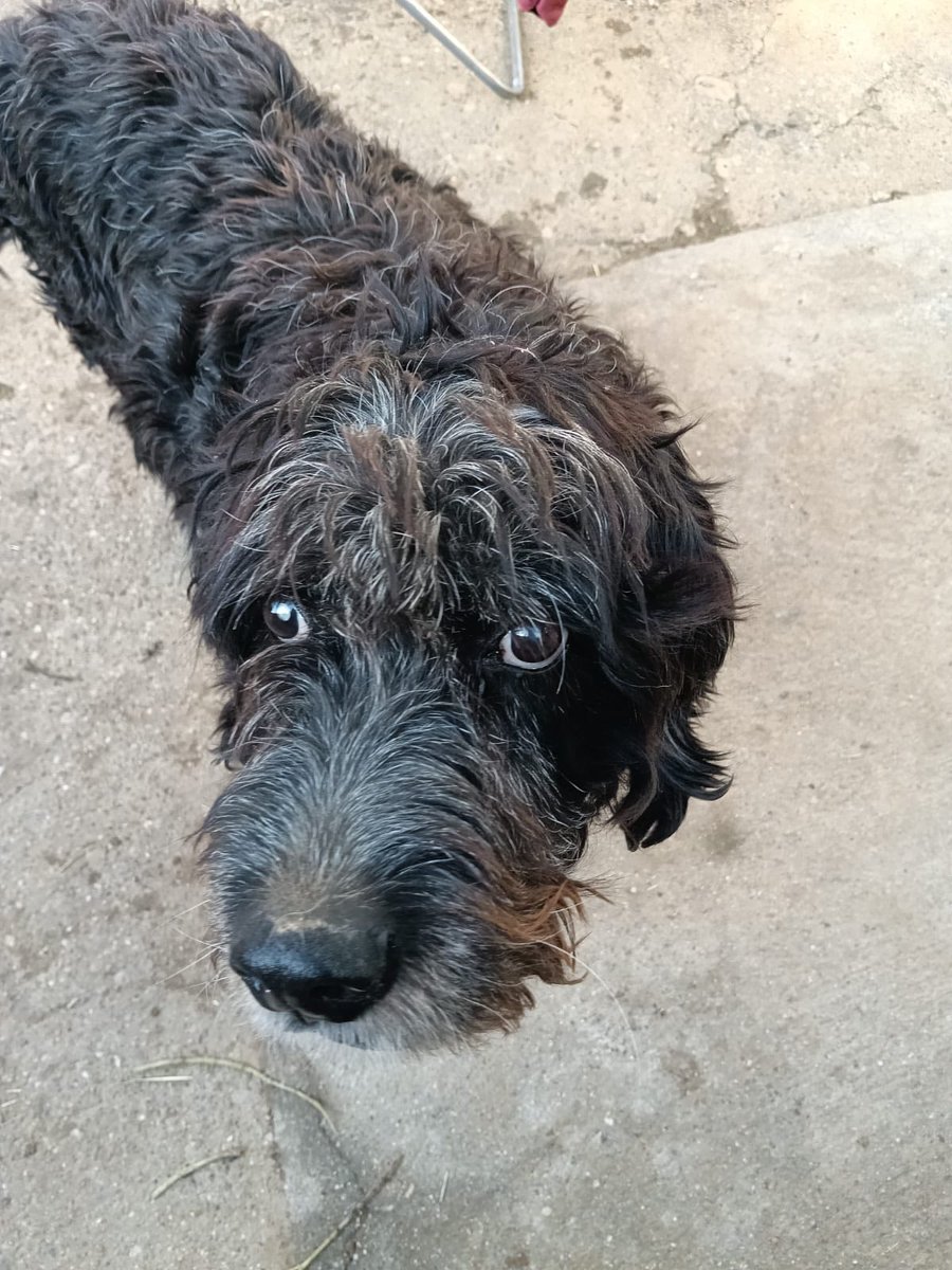 SosAbuelos1's tweet image. #Zamora
Su "familia" ya no la quiere... 😔 Así, tal cual.

Buscamos una casa de acogida o adopción para esta abuelita de 13 años que se queda en la calle.

No pide mucho: solo una camita, algo de comida y unas caricias.

Lo que más necesitamos una acogida hasta abril,  luego…