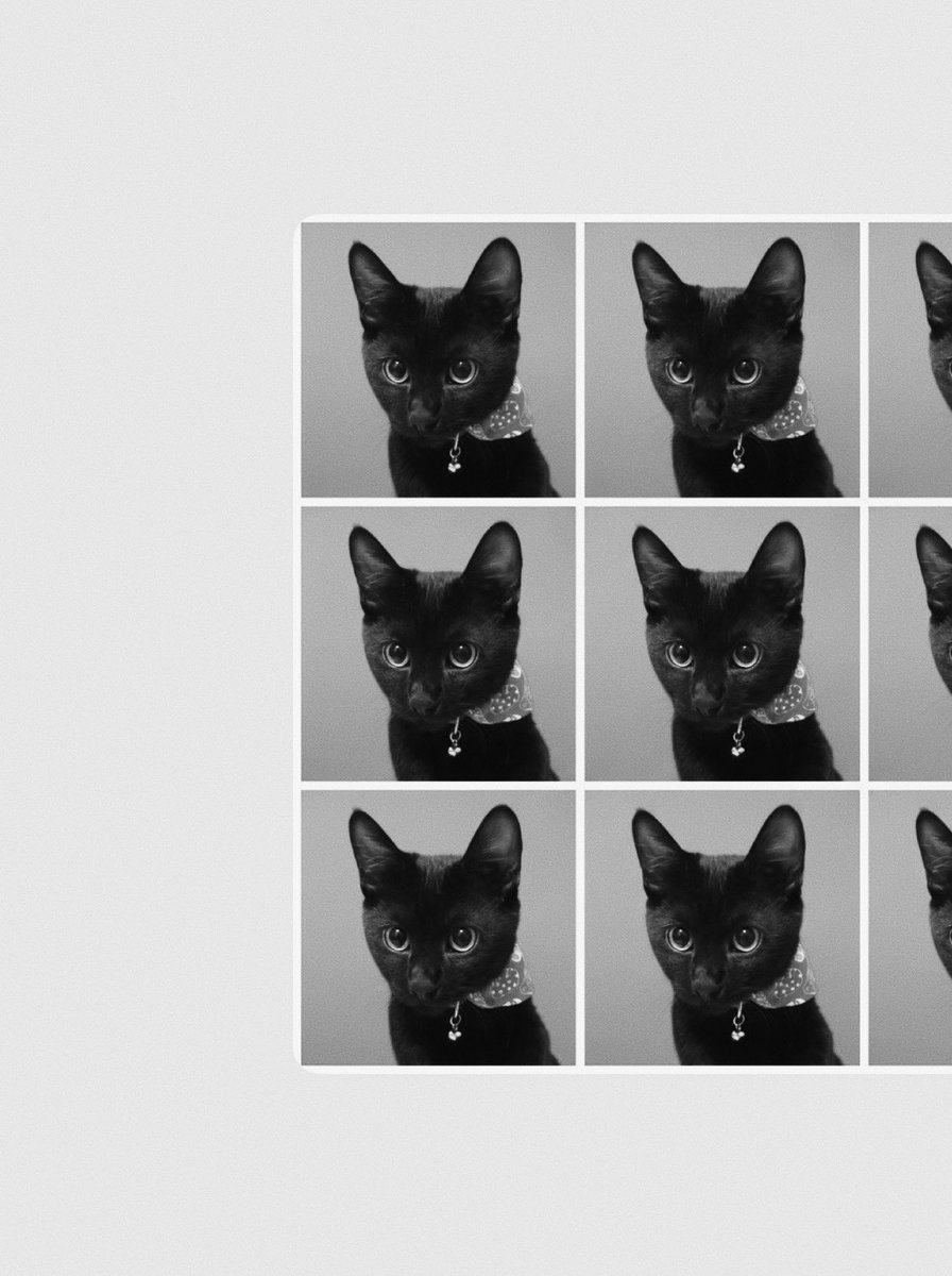 愛しい子達 🐕🐈‍⬛