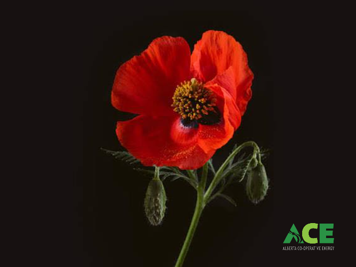 Alberta Cooperative Energy (ACE) tweet media