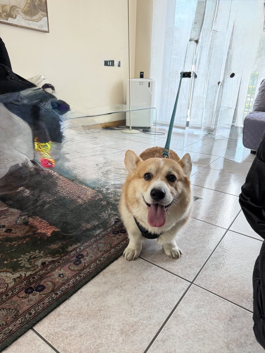 hoos_yerdaddy's tweet image. Big tongue doggo
.
.
.
#cheddar #corgi #welshcorgi