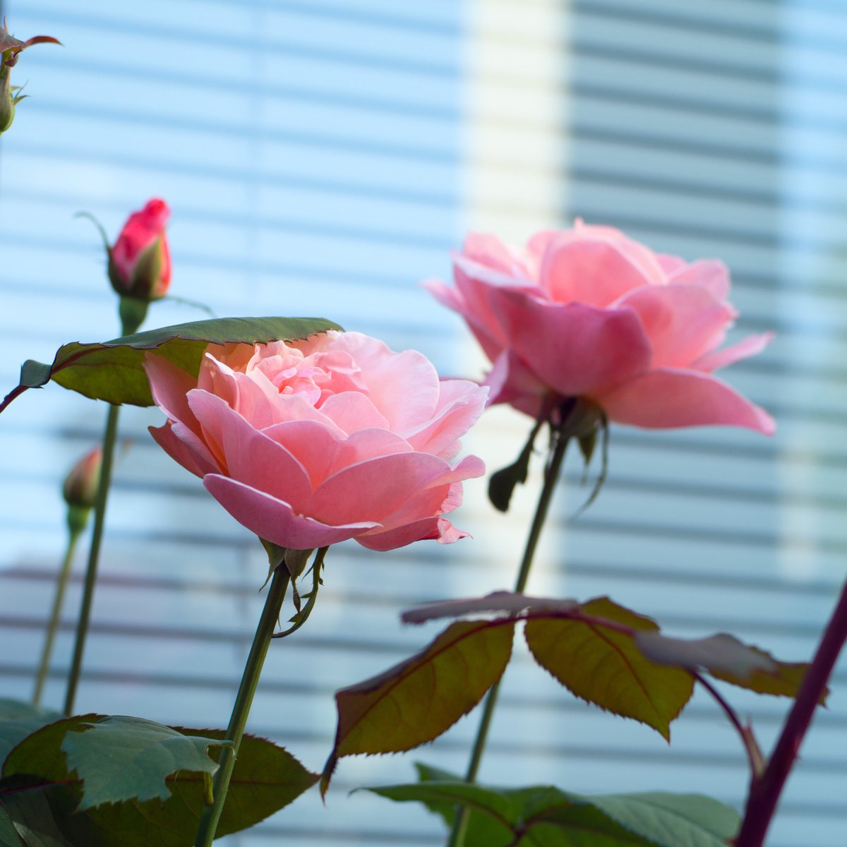 希少 KONICA AR105mmf4ベローズマクロ 希少 KONICA AR105mmf4ベローズ