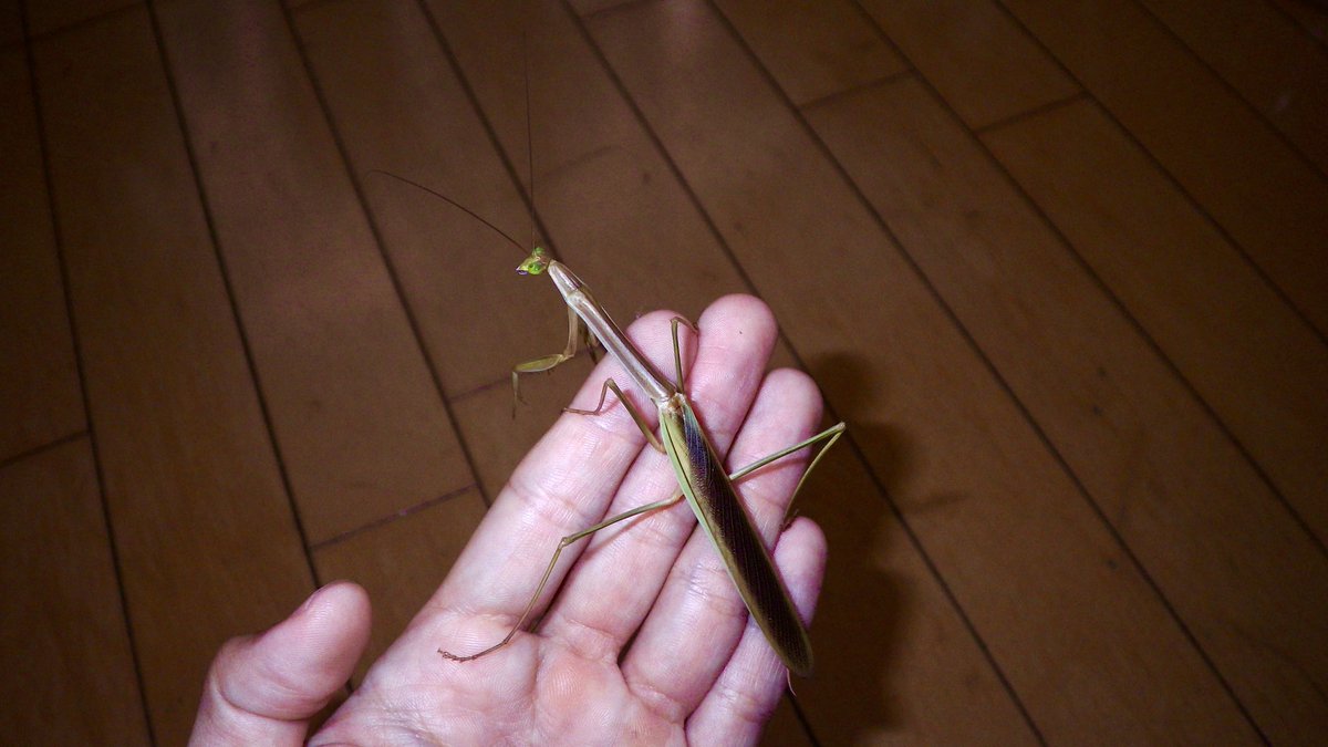 終齢若虫で採集したマエモンカマキリが羽化しました✨
蘇る沖縄の記憶🏝️

#昆虫館バー　#Mantidae