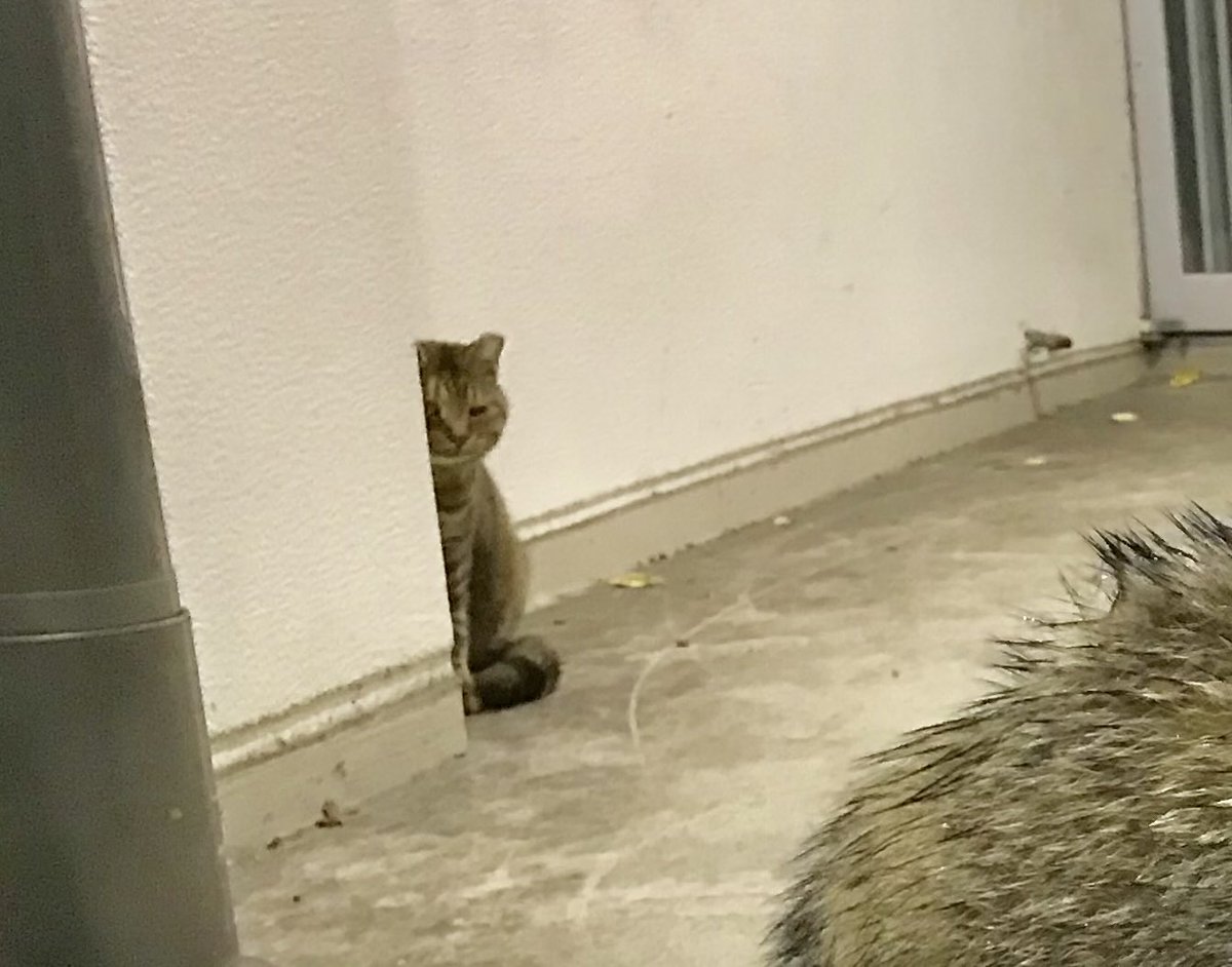 猫さんと遊んでいたら「たぬきも一緒にいいですか？」という顔で近付いてきたことがありました。たぬきの無邪気な顔と猫さんの迷惑そうな顔がとても良かったです。