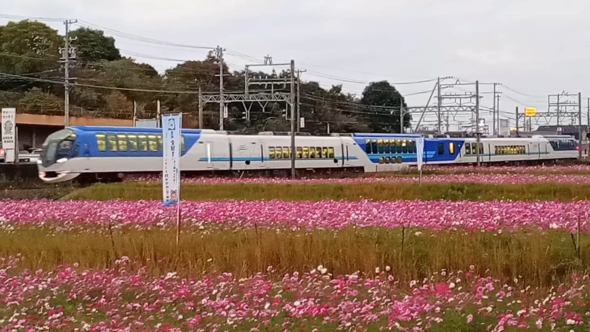 新正　ヒノトリ　コスモス と近(⌒ ͜ ⌒) on X