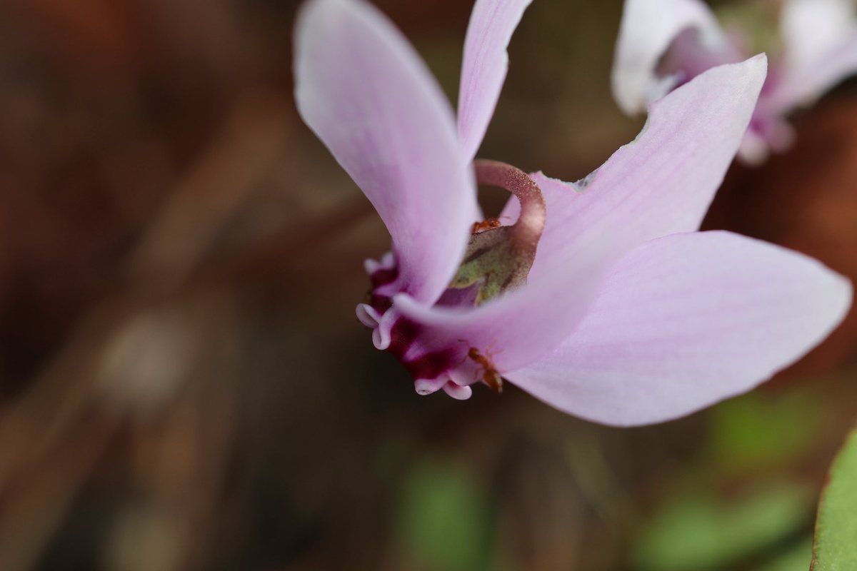 ぴろろんざいむ on X