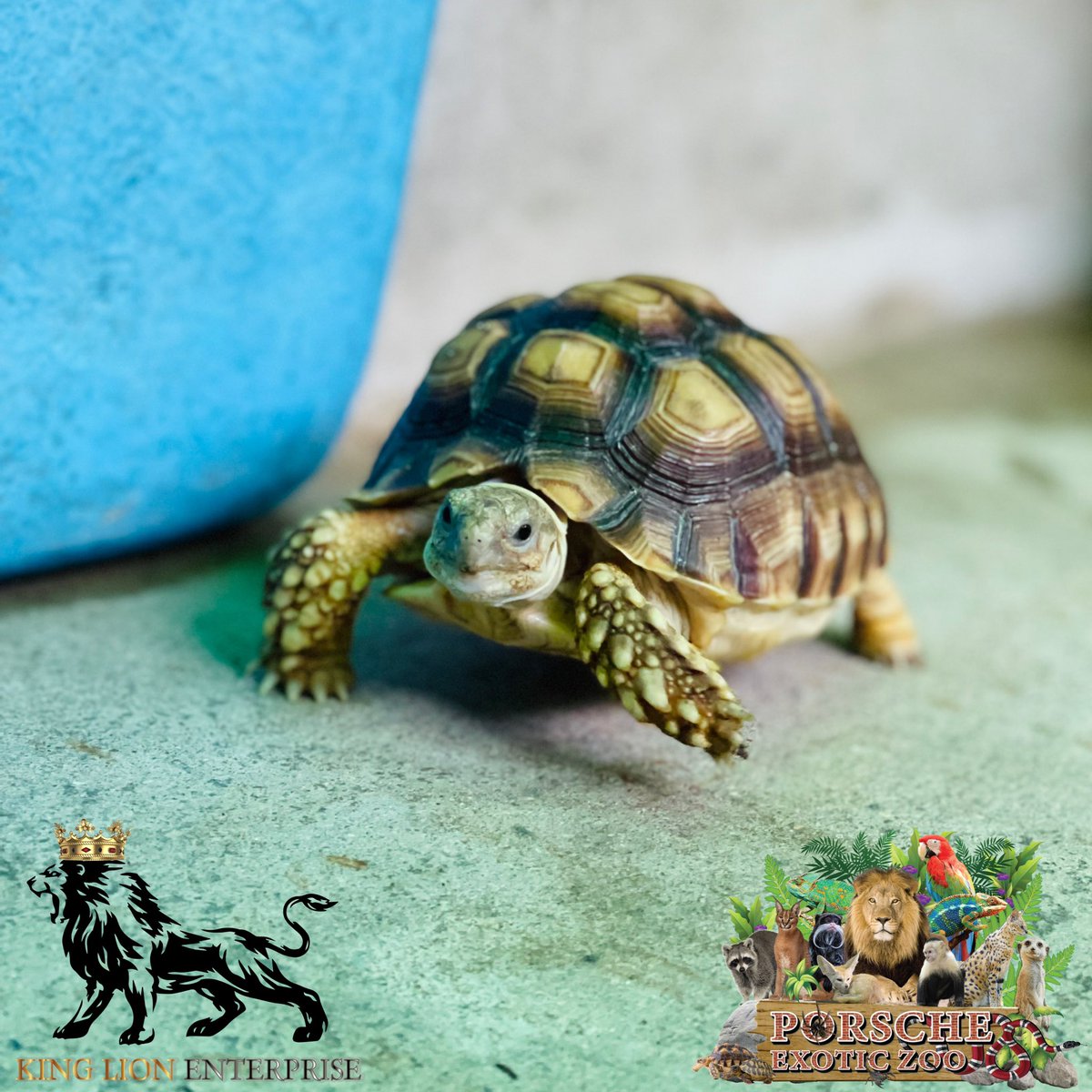 Porsche_shop99's tweet image. 🐢เต่าซูลคาต้า แวะมาทักทายพี่ๆยามบ่ายครับ🙏🏻

🌿Sulcata tortoise stopped by to say hello this afternoon🏡

#porscheexoticzoo 
#porscheexoticzooadmin