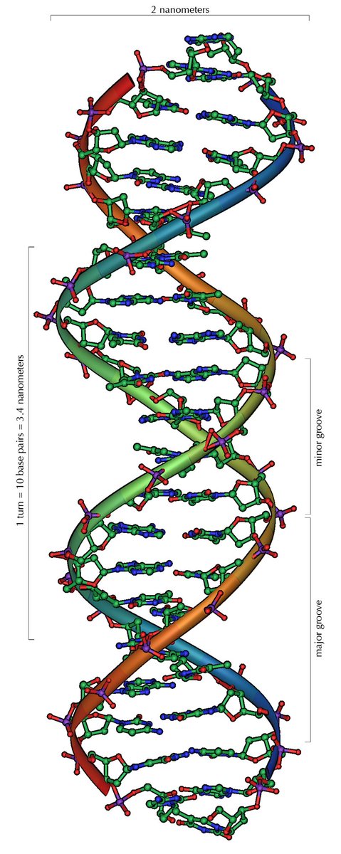 DNA’nın çift sarmal yapısını keşfeden iki kişiden biri (ve bence asıl beyin) Francis Crick’ti; diğeri James Watson bugün hayatını kaybetti.
Watson, tarihe bilimsel şanslılıkla geçmiş ama insani vasıflar bakımından berbat bir figür olarak hatırlanacak.

DNA modelinin kurulması
