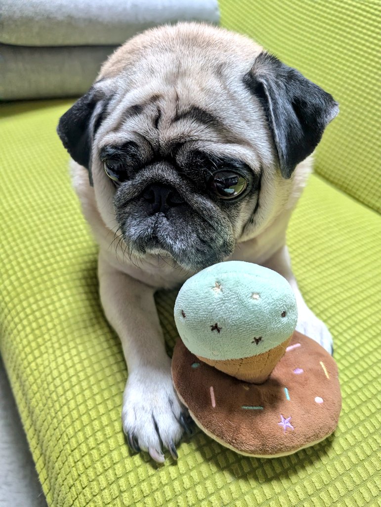 パグパグ (@miracle_dogs) / Posts / X