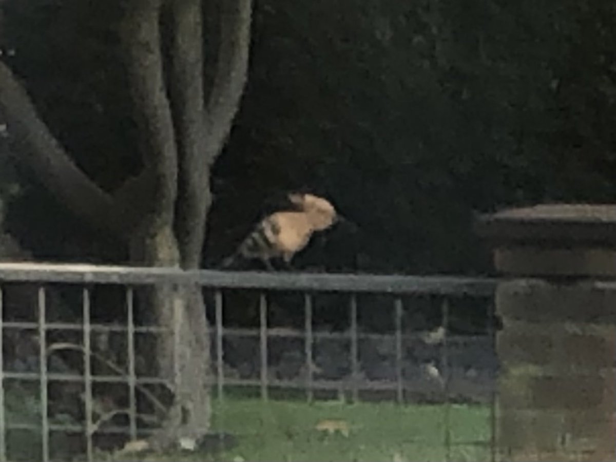 Zojuist in onze straat een prachtige #vogel gespot. De #hop