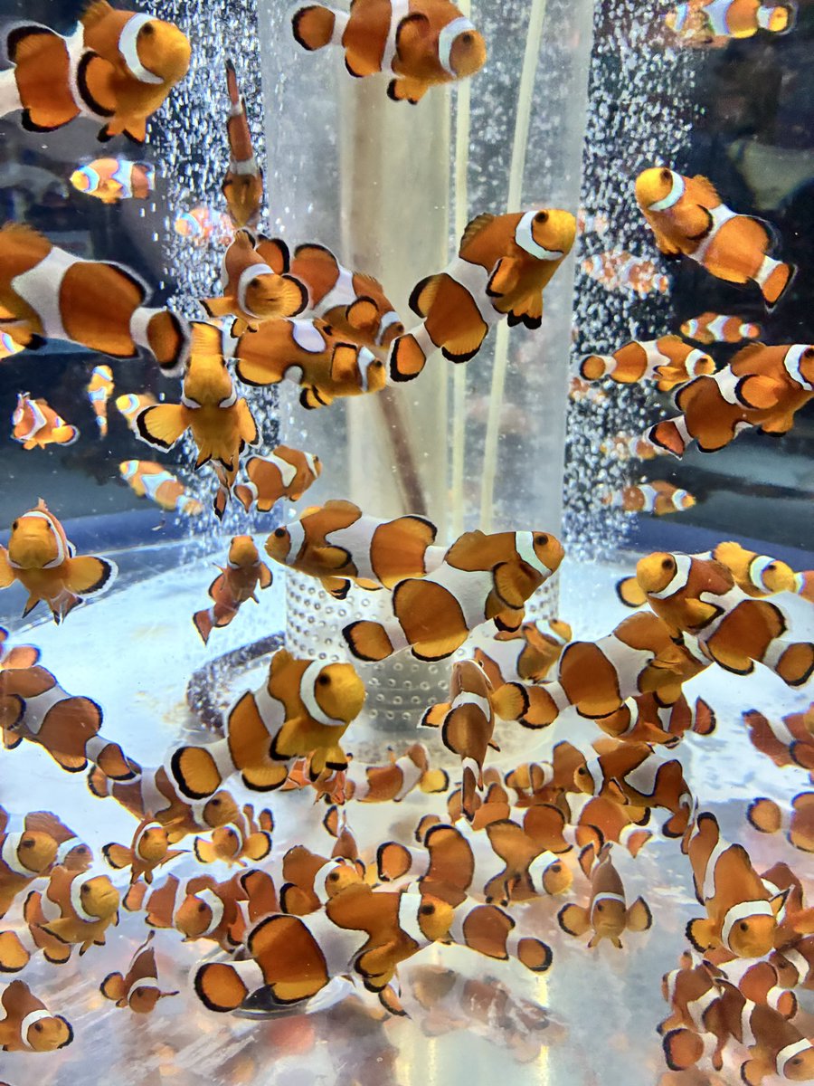 【海の子ページ】 ぱもぱ on X